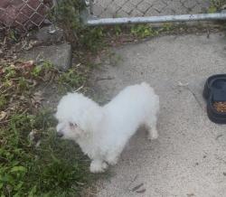 Lost Female Dog last seen Near and Throop police station, Calumet Park, IL 60827
