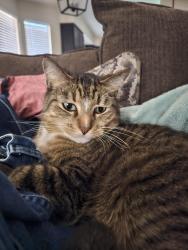 Lost Male Cat last seen N Houghton Rd and E Windstorm Drive, Tucson, AZ 85748