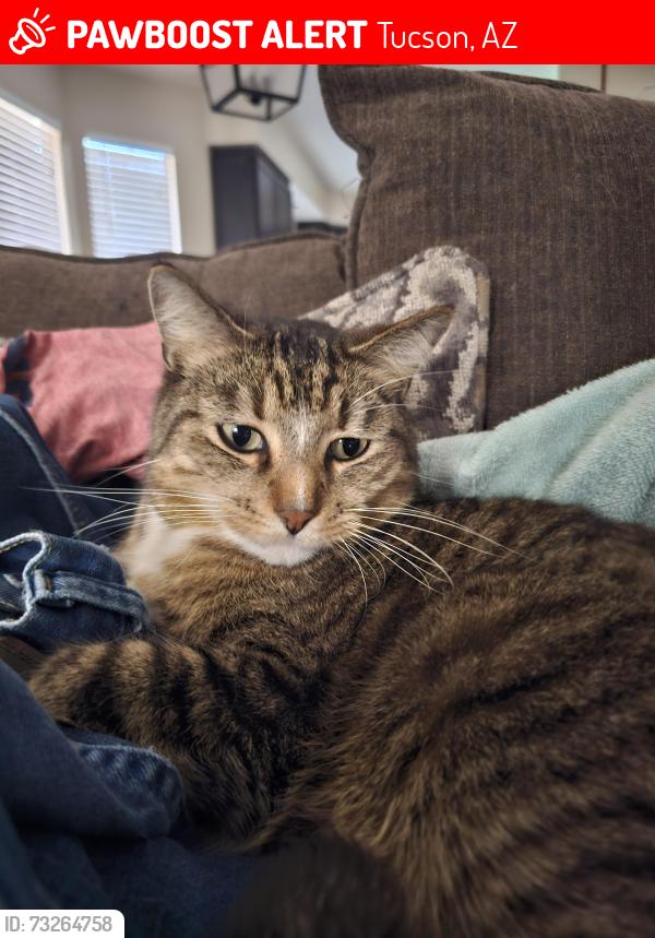 Lost Male Cat last seen N Houghton Rd and E Windstorm Drive, Tucson, AZ 85748