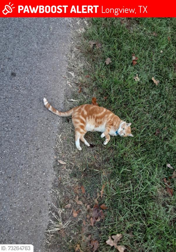 Lost Male Cat last seen Tullie Drive and Jane Drive, Longview, TX 75601
