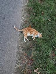 Lost Male Cat last seen Tullie Drive and Jane Drive, Longview, TX 75601