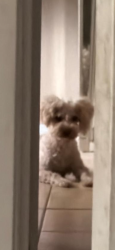 Lost Male Dog last seen Avenue r6, Palmdale, CA 93550