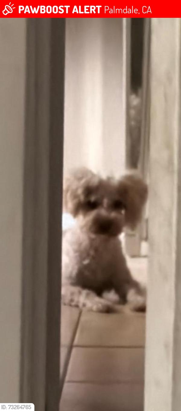 Lost Male Dog last seen Avenue r6, Palmdale, CA 93550