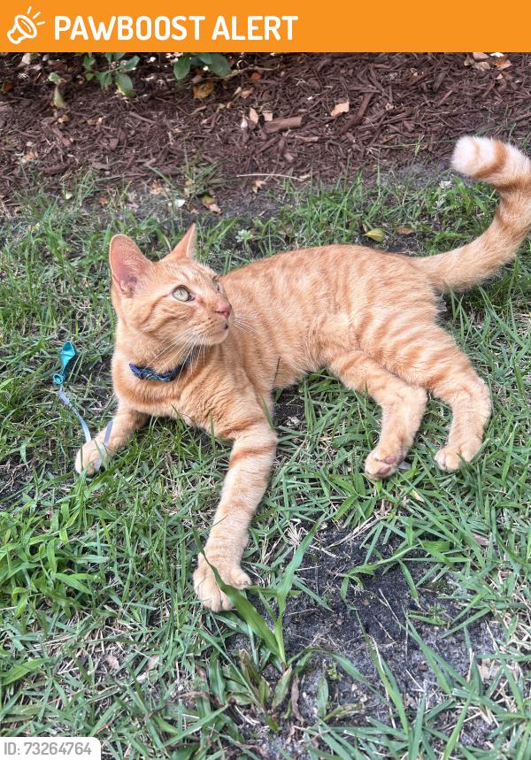 Found/Stray Male Cat last seen Heron and N lumina Ave, Wrightsville Beach, NC 28480
