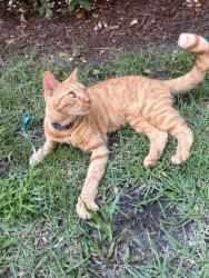 Found/Stray Male Cat last seen Heron and N lumina Ave, Wrightsville Beach, NC 28480