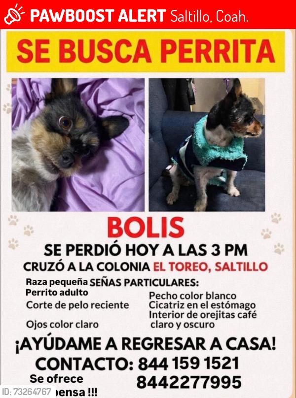 Lost Female Dog last seen El toreo, Saltillo, Coah. 25298