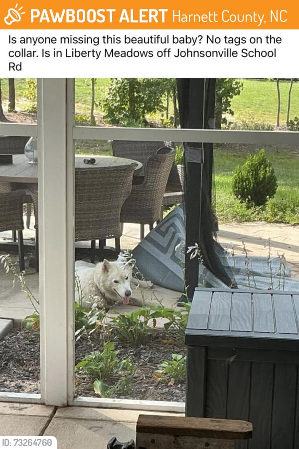 Found/Stray Unknown Dog last seen Johnsonville Rd in Liberty Meadows, Harnett County, NC 28326