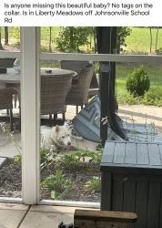 Found/Stray Unknown Dog last seen Johnsonville Rd in Liberty Meadows, Harnett County, NC 28326