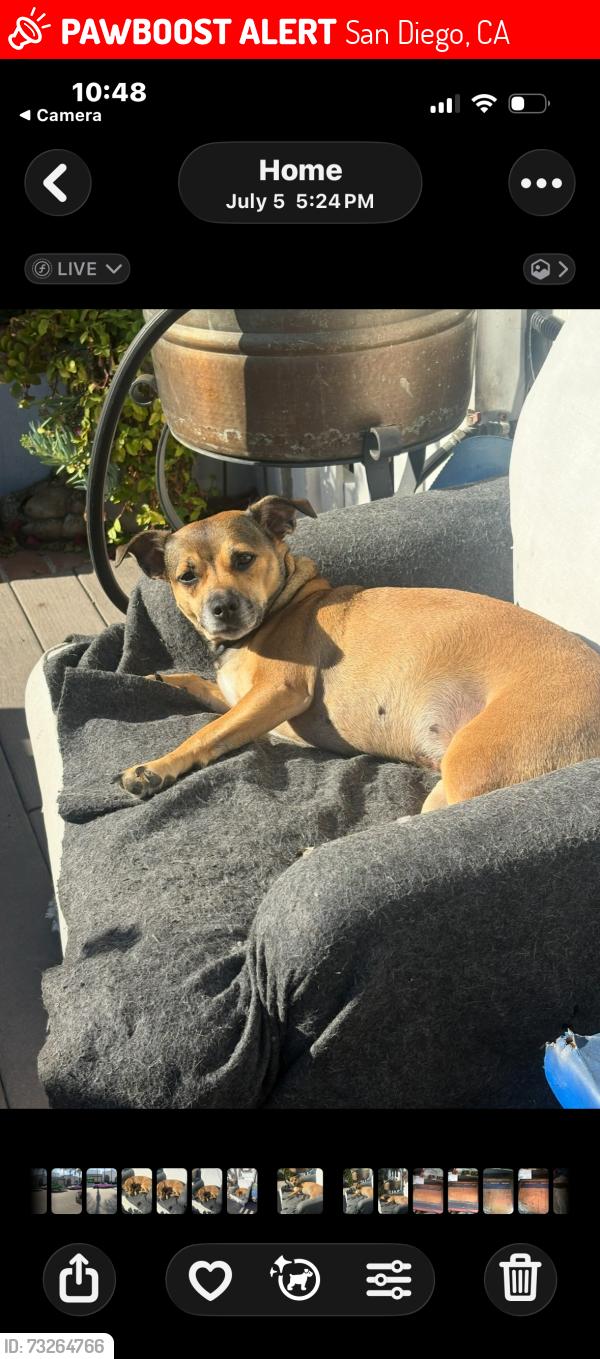 Lost Female Dog last seen LindaRosa Ave. / Forward in BirdRock, San Diego, CA 92037