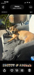 Lost Female Dog last seen LindaRosa Ave. / Forward in BirdRock, San Diego, CA 92037