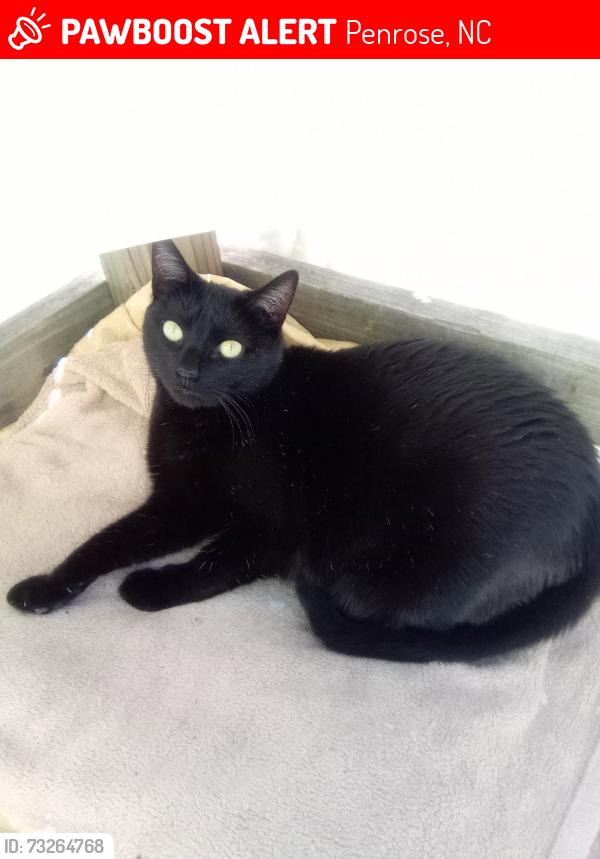 Lost Male Cat last seen Holly Springs Church Rd., Penrose, NC, Penrose, NC 28766