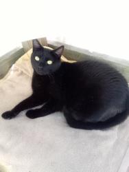 Lost Male Cat last seen Holly Springs Church Rd., Penrose, NC, Penrose, NC 28766