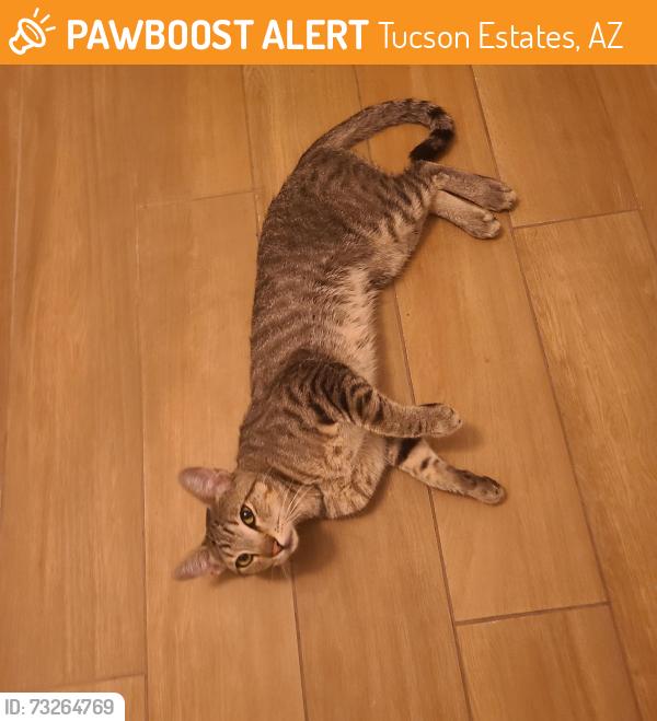 Found/Stray Male Cat last seen Floyd and Lennard, Tucson Estates, AZ 85735