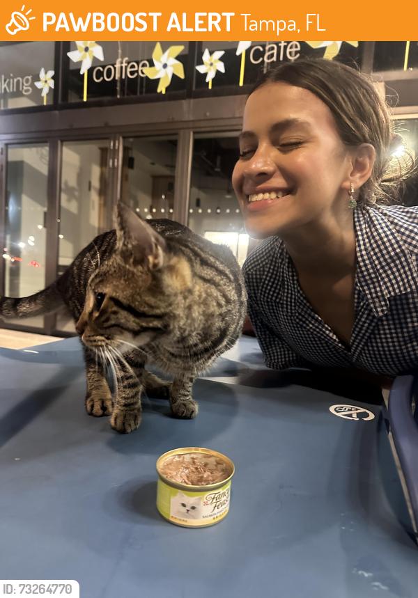 Found/Stray Male Cat last seen Capitol one cafe in the middle of the hyde park village, Tampa, FL 33602