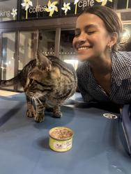 Found/Stray Male Cat last seen Capitol one cafe in the middle of the hyde park village, Tampa, FL 33602