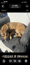 Lost Female Dog last seen Forward st, San Diego, CA 92037