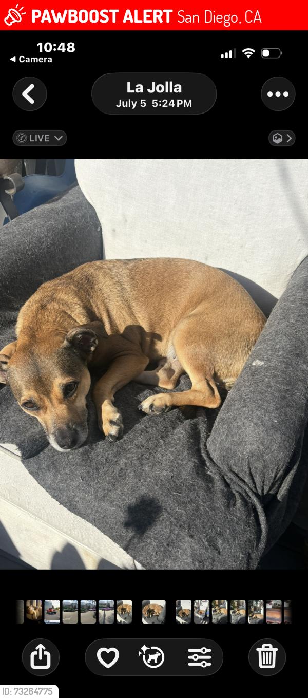 Lost Female Dog last seen Forward st, San Diego, CA 92037