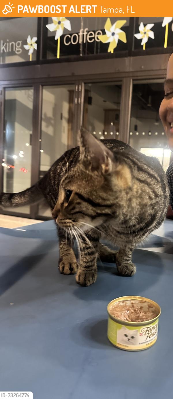 Found/Stray Male Cat last seen Hyde park village (Bartaco, Capitol one cafe), Tampa, FL 33602
