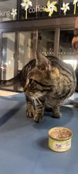 Found/Stray Male Cat last seen Hyde park village (Bartaco, Capitol one cafe), Tampa, FL 33602