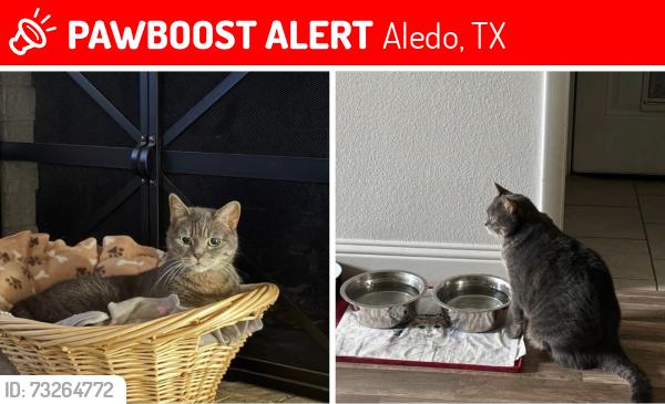 Lost Female Cat last seen Chestnut St & Rolling Hills /. Rolling Hills Neighborhood, Aledo, TX 76008