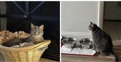Lost Female Cat last seen Chestnut St & Rolling Hills /. Rolling Hills Neighborhood, Aledo, TX 76008