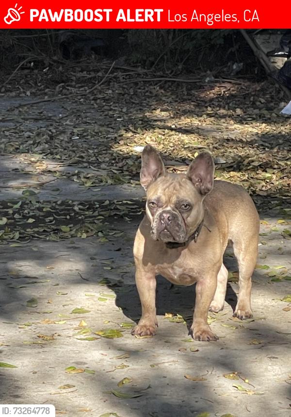 Lost Male Dog last seen West 65th Street and Kansas St, Los Angeles, CA 90044