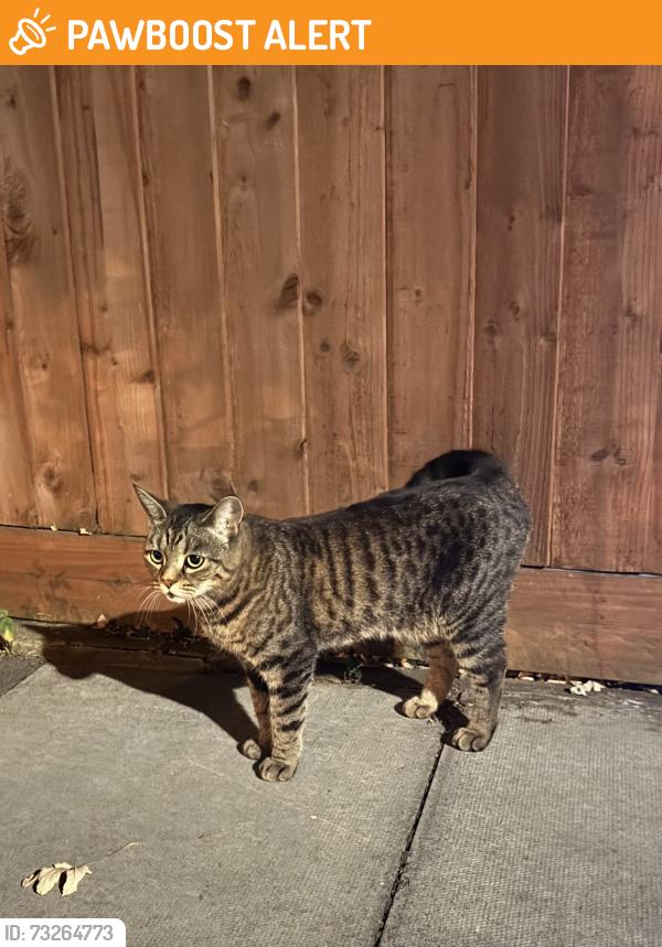 Found/Stray Female Cat last seen Durley Avenue and Cannon Lane, Pinner, Greater London, England HA5 1JQ