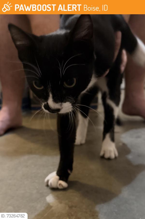 Found/Stray Male Cat last seen Hollyhock and Lake Forest, Boise, ID 83716