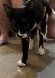 Found/Stray Male Cat last seen Hollyhock and Lake Forest, Boise, ID 83716