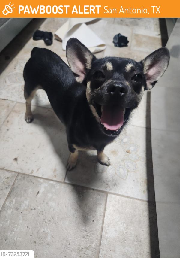 Found/Stray Male Dog last seen McKinley Ave and Nopal, San Antonio, TX 78210