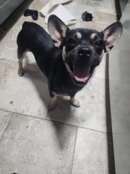 Found/Stray Male Dog last seen McKinley Ave and Nopal, San Antonio, TX 78210