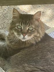 Lost Male Cat last seen Lipscomb Drive, Nashville, TN 37204