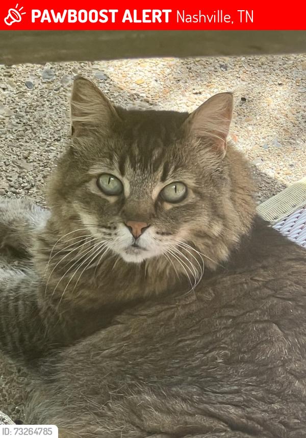 Lost Male Cat last seen Lipscomb Drive, Nashville, TN 37204