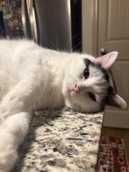Lost Female Cat last seen lake pearl, Orlando, FL 32817