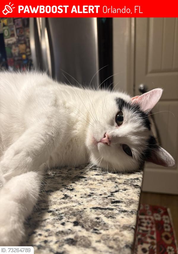 Lost Female Cat last seen lake pearl, Orlando, FL 32817