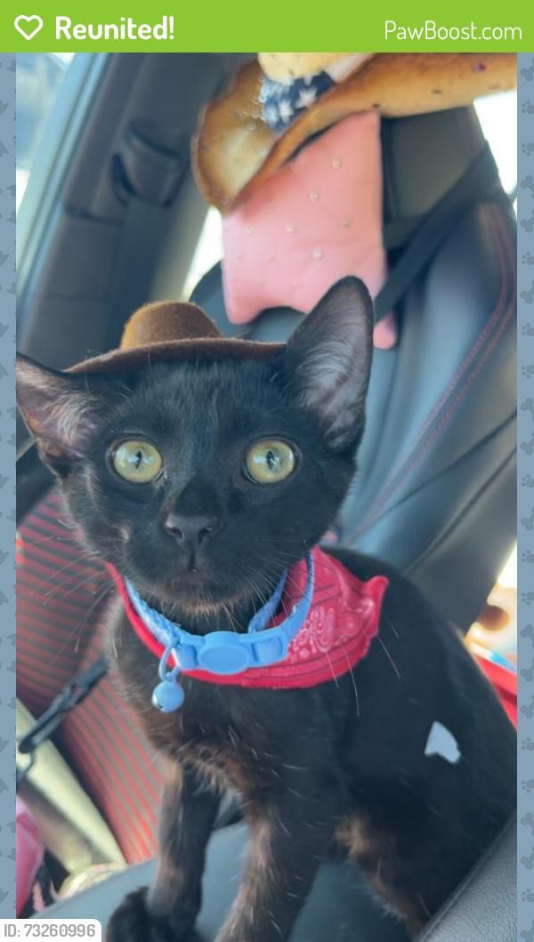 Reunited Male Cat last seen Near Crane St Menlo Park, CA 94025 United States, Menlo Park, CA 94025