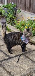 Lost Male Cat last seen Allcot Road and behind the hses on these doors, Portsmouth, England 