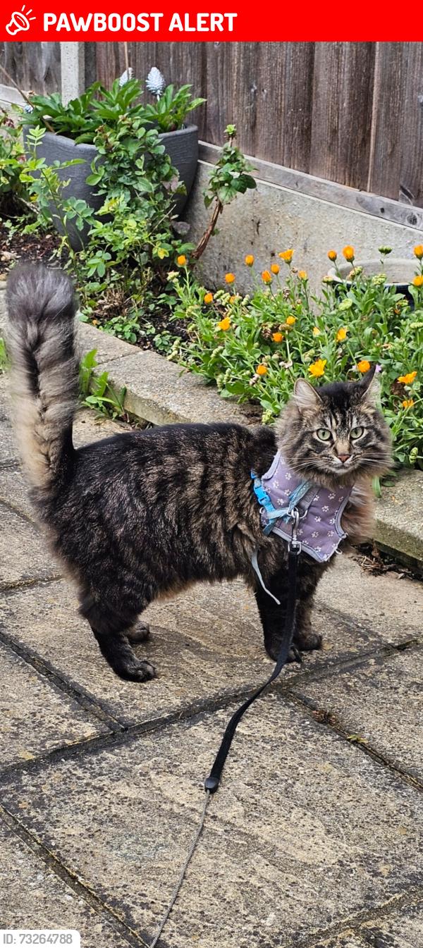 Lost Male Cat last seen Allcot Road and behind the hses on these doors, Portsmouth, England 