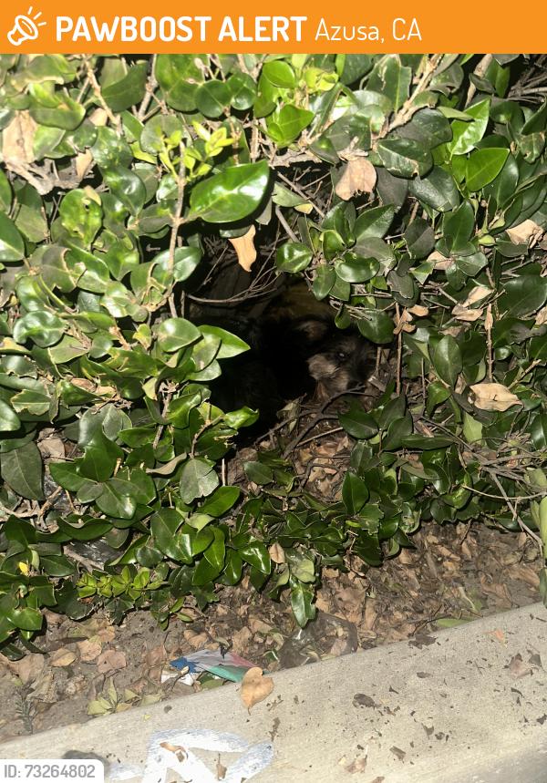 Found/Stray Unknown Dog last seen The outlet by ELS Azusa California, Azusa, CA 91702
