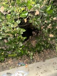 Found/Stray Unknown Dog last seen The outlet by ELS Azusa California, Azusa, CA 91702