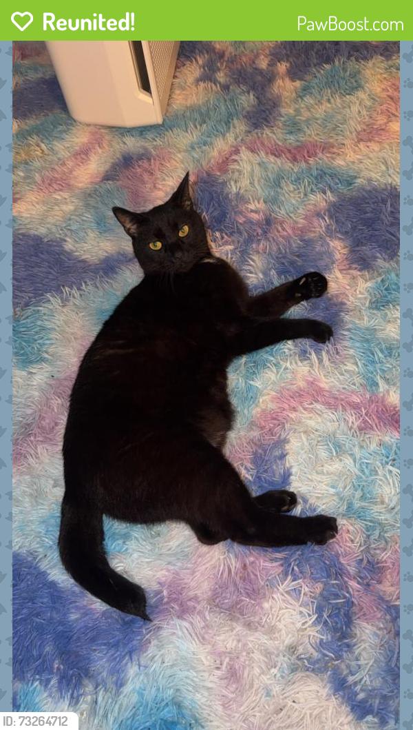 Reunited Male Cat last seen Near wentworth st, Reidsville, NC 27320