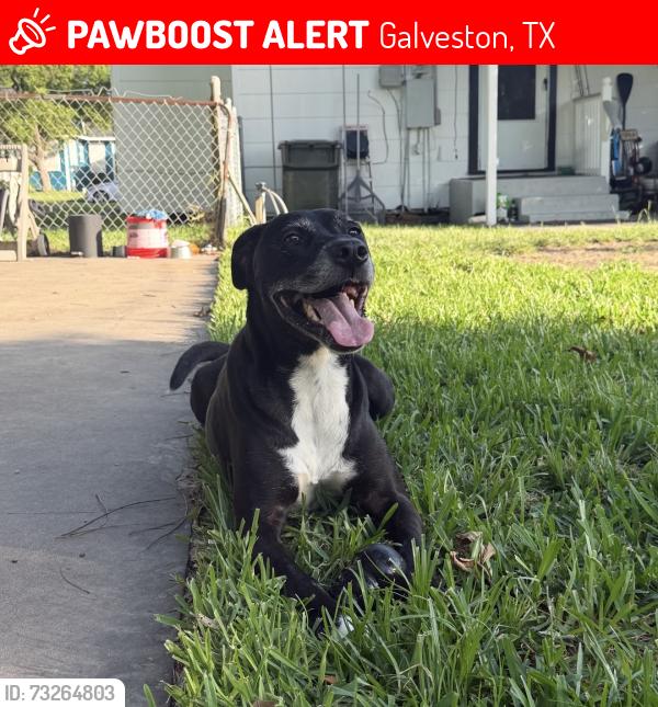 Lost Male Dog last seen 51st st, seawall, Galveston, TX 77551