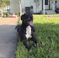 Lost Male Dog last seen 51st st, seawall, Galveston, TX 77551