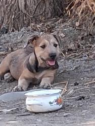 Lost Male Dog last seen 24th street, Sacramento, CA 95823
