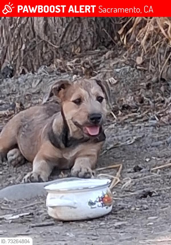 Lost Male Dog last seen 24th street, Sacramento, CA 95823