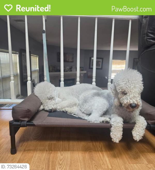 Reunited Male Dog last seen VCA Smoky Hill Animal hosp, Aurora, CO 80015