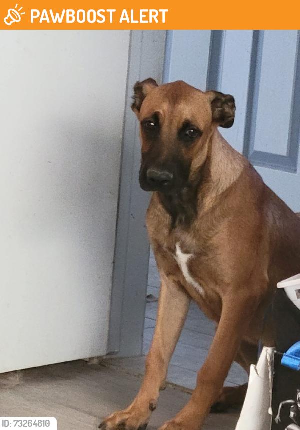 Found/Stray Male Dog last seen Palm, Desert Hot Springs, CA 92240