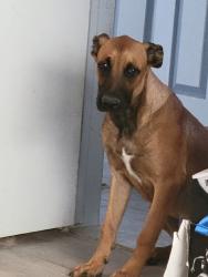Found/Stray Male Dog last seen Palm, Desert Hot Springs, CA 92240