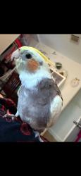 Lost Male Bird last seen Near s Washington ave Compton ca 90221, Compton, CA 90221