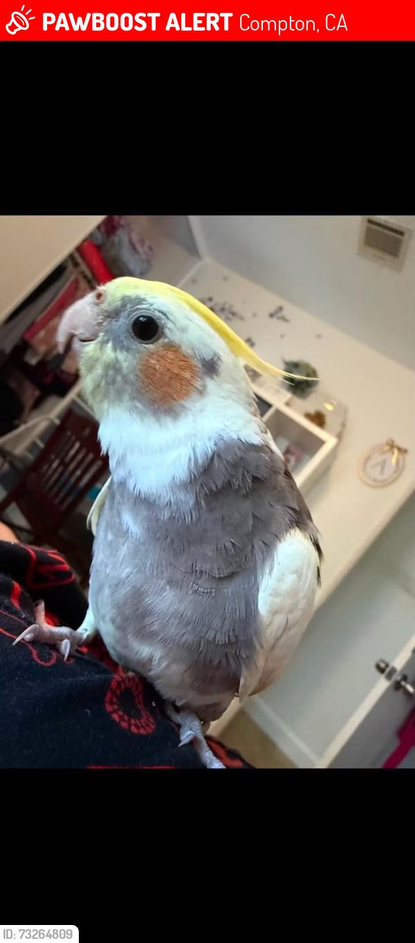 Lost Male Bird last seen Near s Washington ave Compton ca 90221, Compton, CA 90221
